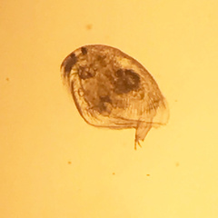 Picripleuroxus denticulatus