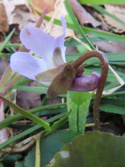 Viola hondoensis
