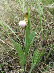 Cypripedium candidum