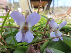 Viola hondoensis