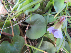 Viola hondoensis