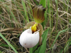 Cypripedium candidum