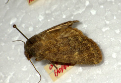 Dasypolia templi