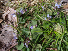 Viola hondoensis