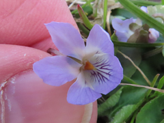 Viola hondoensis