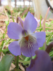 Viola hondoensis