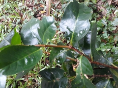 Cassipourea gummiflua