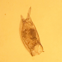 Mytilinidae