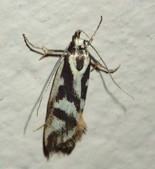 Epithymema incomposita