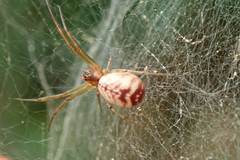 Prosoponoides sinense