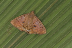 Dyomyx psectrocera