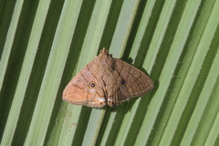 Dyomyx psectrocera