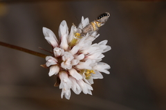 Aeolocosma cycloxantha