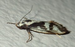 Epithymema incomposita