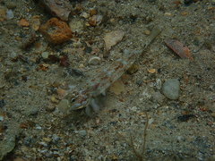 Nesogobius