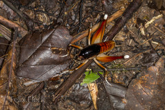 Apotetamenus amazonae