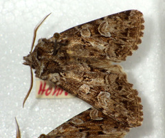 Pachetra sagittigera