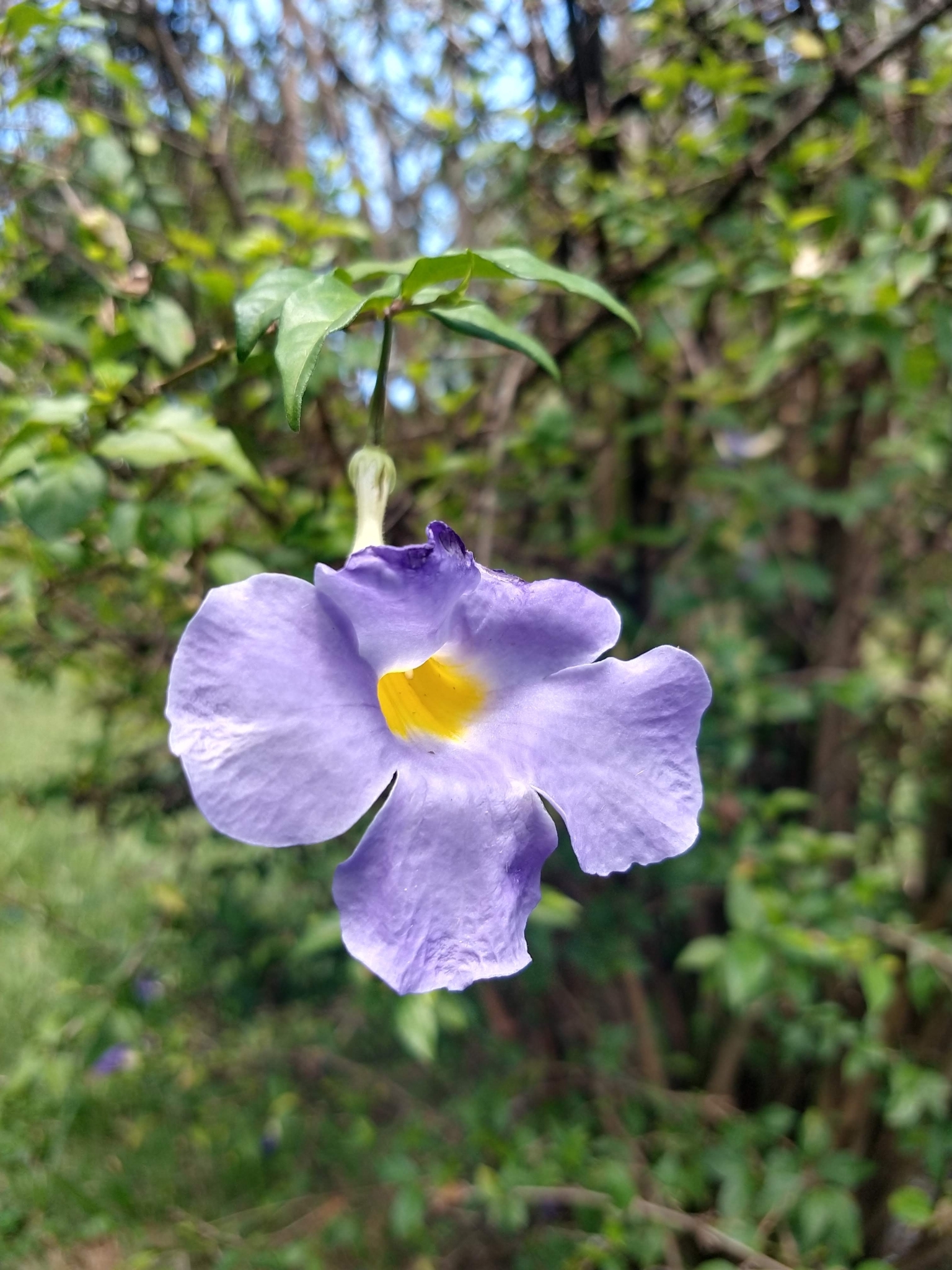 Thunbergia erecta
