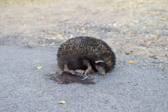 Paraechinus micropus