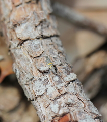 Aeolocosma cycloxantha