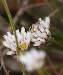 Aeolocosma cycloxantha