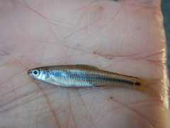 Notropis texanus