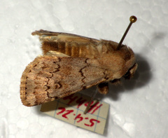 Agrotis cinerea