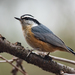 Red-breasted Nuthatch - Photo (c) Erika Mitchell, some rights reserved (CC BY-NC), uploaded by Erika Mitchell
