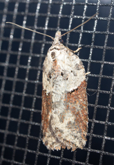 Acleris pulverosana