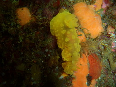 Doriopsilla pelseneeri