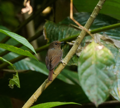 Niltava macgrigoriae