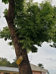 Pterocarpus