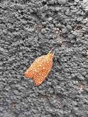 Syringoseca rhodoxantha