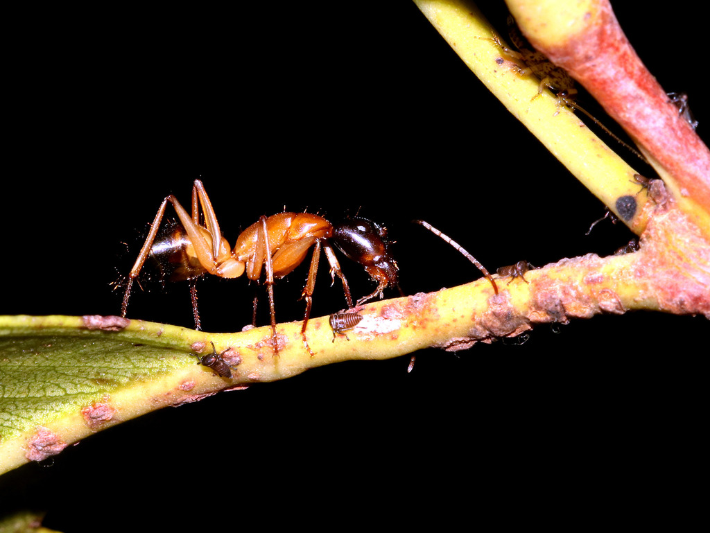 Banded Sugar Ant in January 2018 by juliegraham173 · iNaturalist