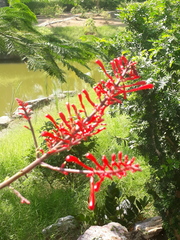 Odontonema