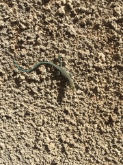 Dalmatolacerta oxycephala