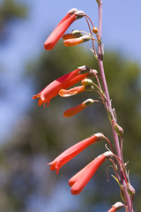 Penstemon centranthifolius