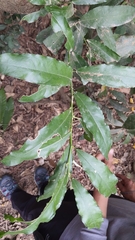 Capparis micracantha