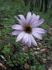 Iostephane heterophylla