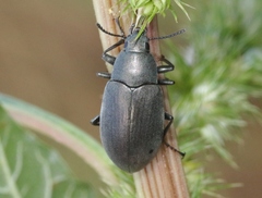 Lobometopon fusiforme