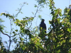 Buteogallus