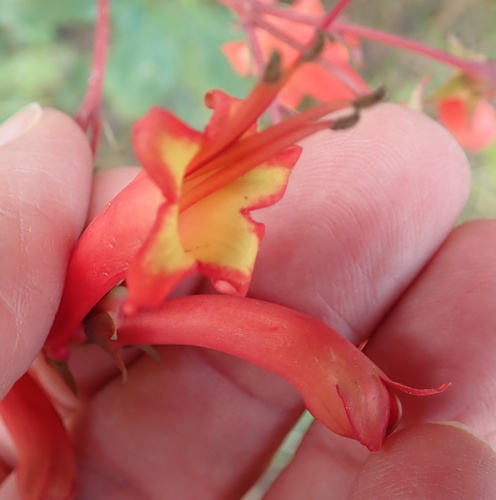 Image of Phygelius capensis by no rights reserved