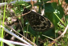 Dira clytus eurina