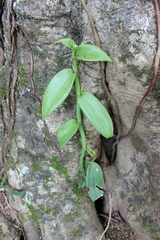 Vanilla planifolia