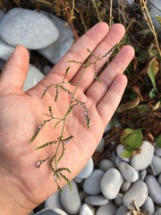 Limonium angustebracteatum