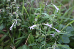 Salvia scabra