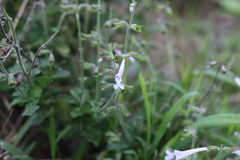 Salvia scabra