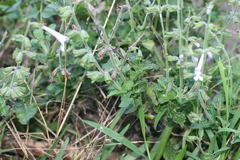 Salvia scabra
