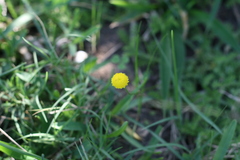 Cotula discolor