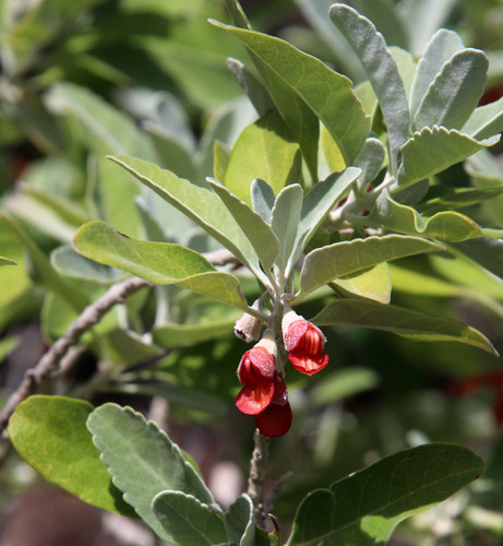 Subspecies Teucrium heterophyllum brevipilosum · iNaturalist Canada